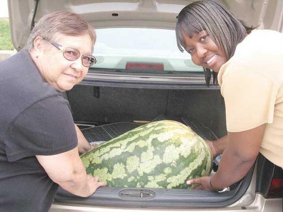 0928Grew-Watermelon SJ