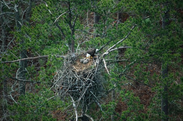 05312018 EAGLES 1.jpg