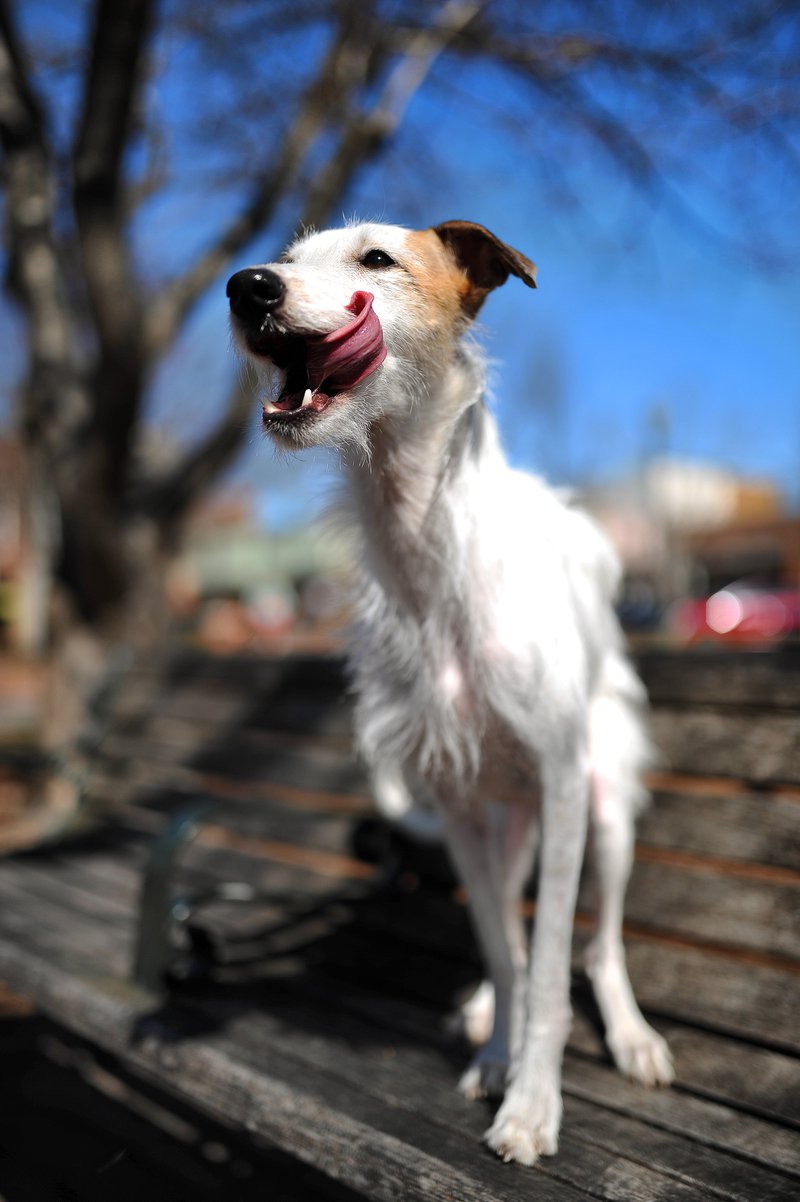 03042018 DOG 4.jpg