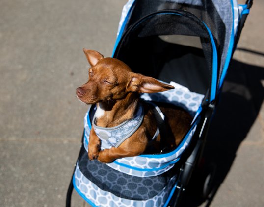 03242019 MUTTS 003.JPG