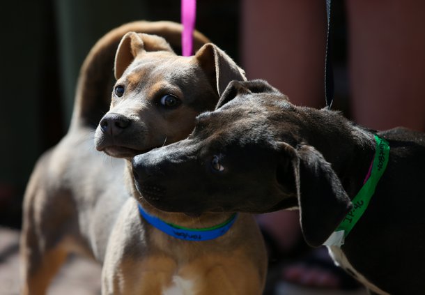 03242019 MUTTS 016.JPG