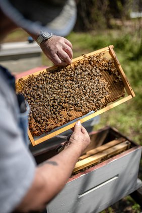 04032019 HONEY 4.jpg