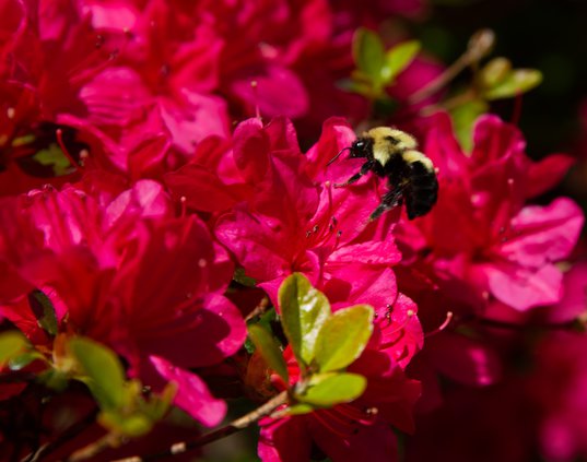 04052019 GARDEN 002.JPG