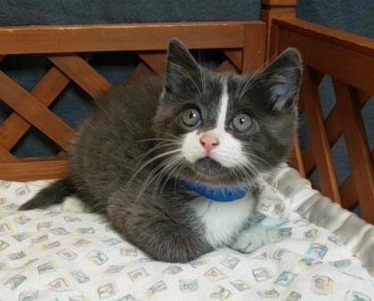 mr meowgi