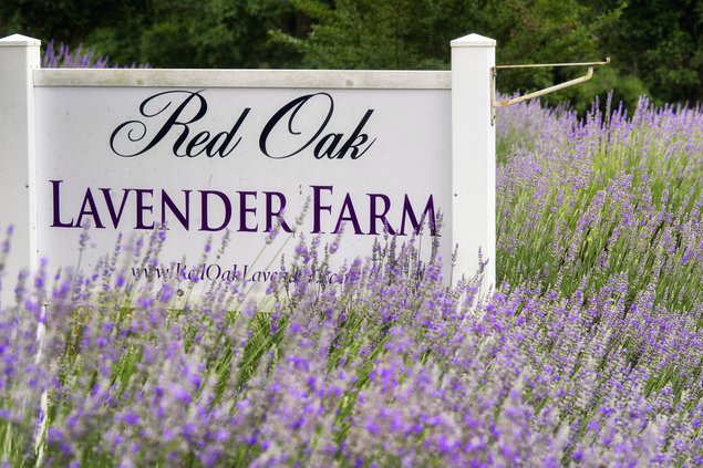 06062019 LAVENDER 1.jpg