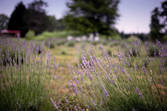 06062019 LAVENDER 4.jpg