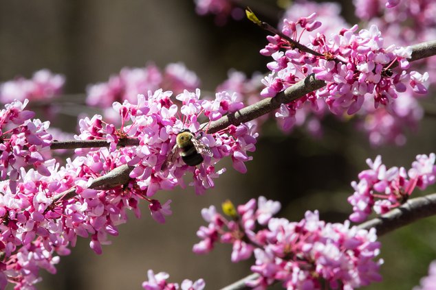 Bee on Redbud.jpg
